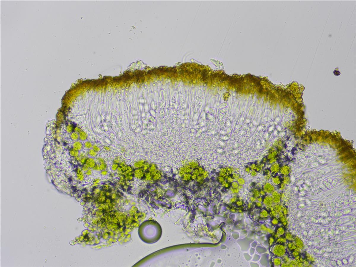 Athallia cerinella (door Lukas Verboom)