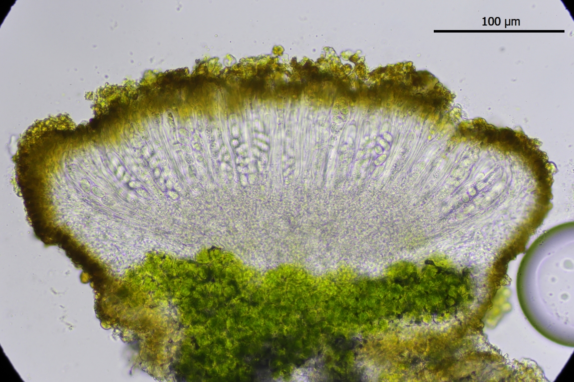 Athallia holocarpa (door Lukas Verboom)