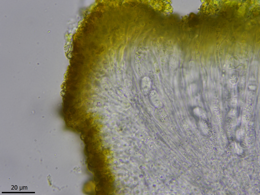 Athallia holocarpa (door Lukas Verboom)