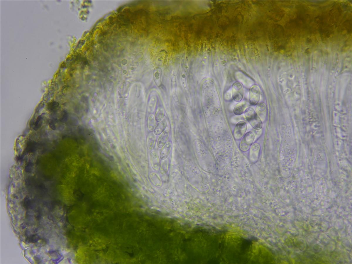 Athallia cerinella (door Lukas Verboom)
