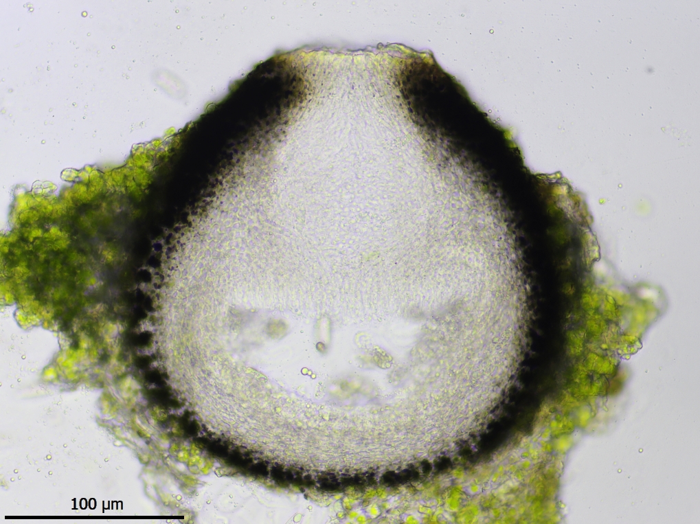 Normandina chlorococca (door Lukas Verboom)