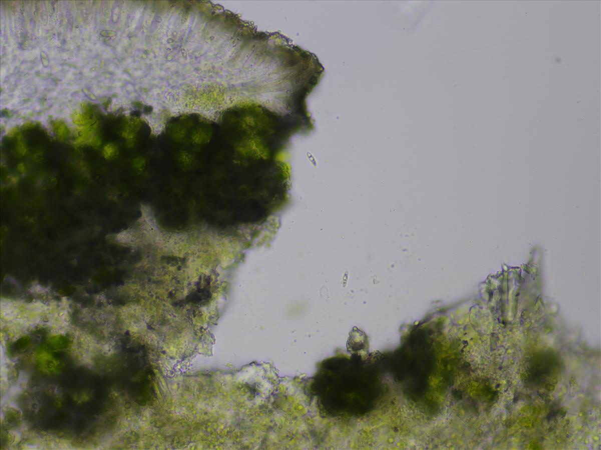 Lecanora strobilina (door Lukas Verboom)