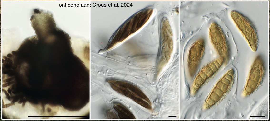 Neptunomyces juncicola (door Pedro W. Crous)