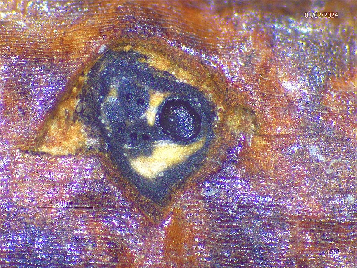 Hercospora tiliae (door Eduard Osieck)