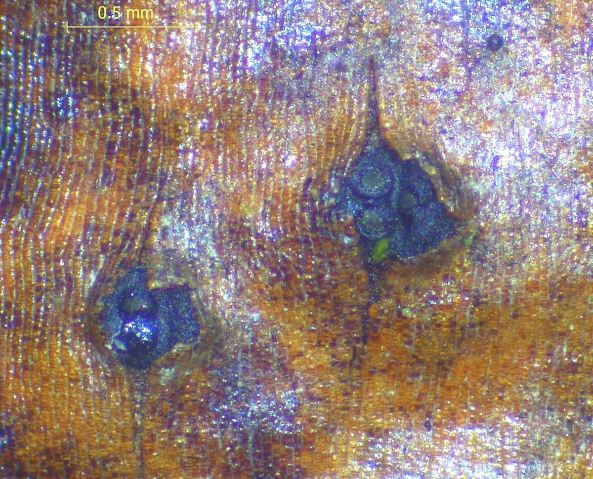 Hercospora tiliae (door Eduard Osieck)