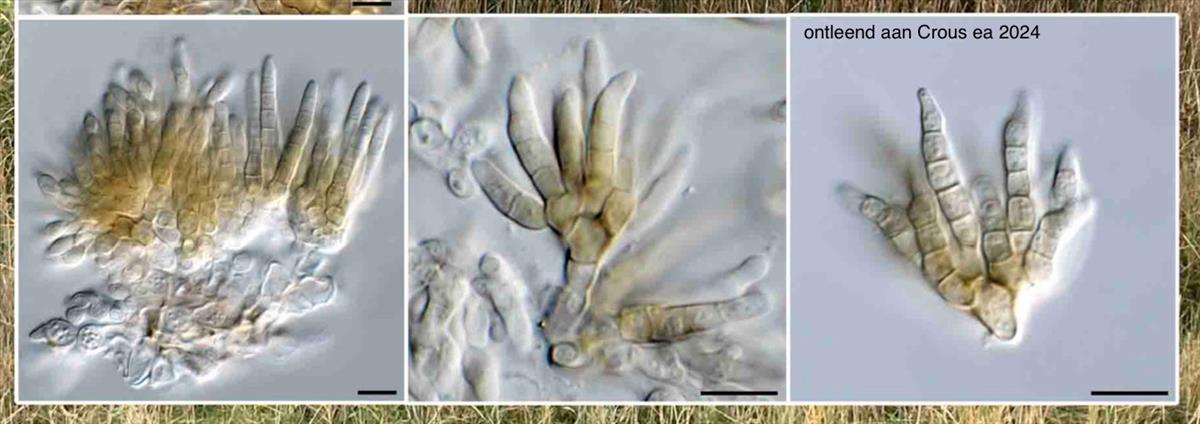 Neodictyosporium juncicola (door Pedro W. Crous)