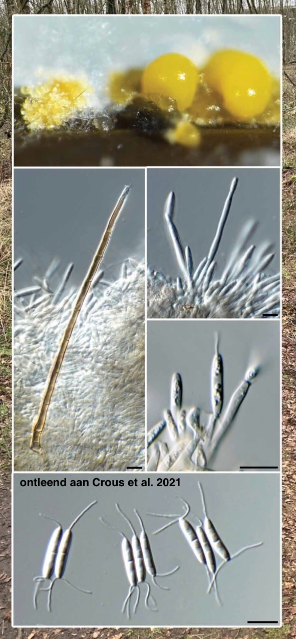 Paradinemasporium junci (door Pedro W. Crous)