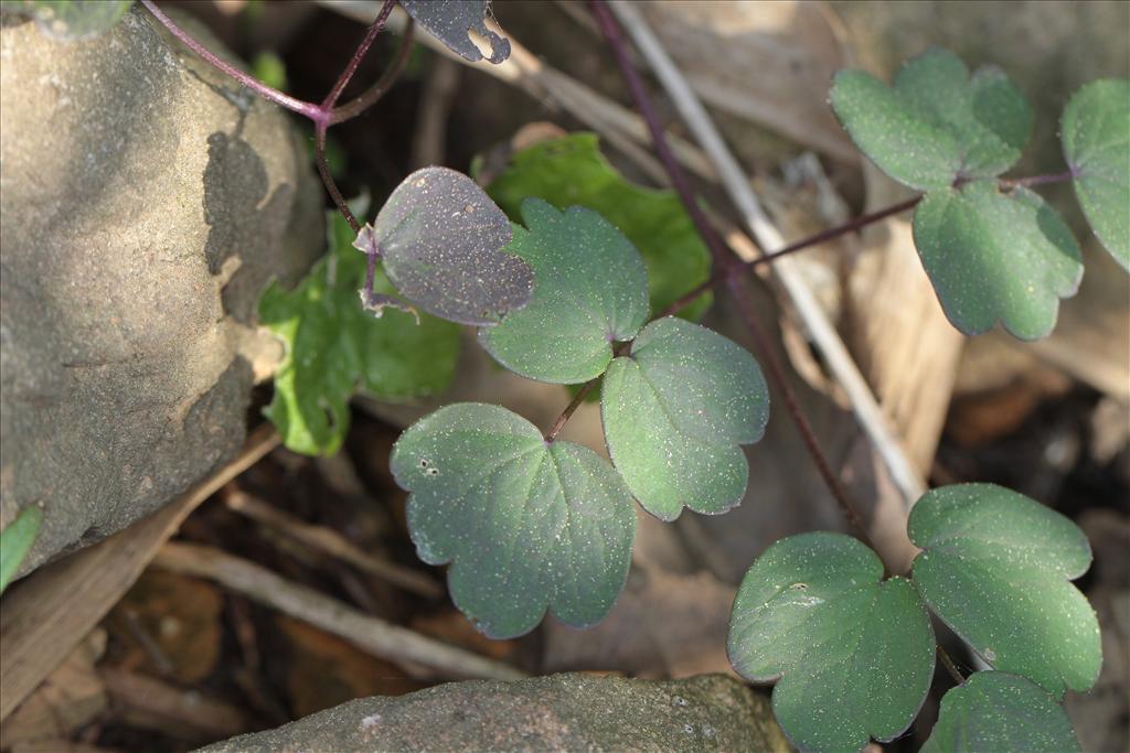 Thalictrum flavum (door Rudolf van der Schaar)