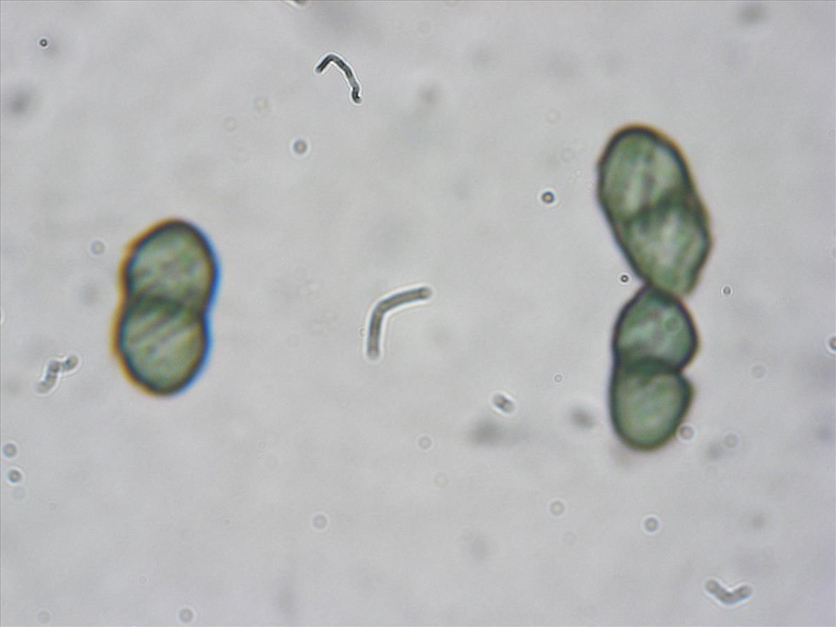 Calicium salicinum (door Arno van der Pluijm)