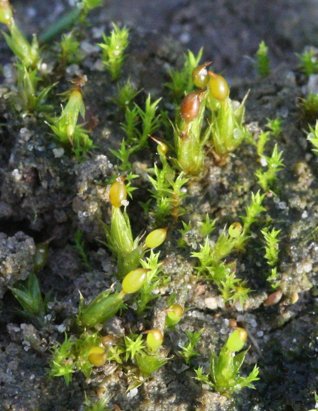 Tortula protobryoides (door Hans Meijer)