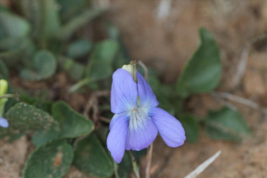 Viola canina (door Rudolf van der Schaar)