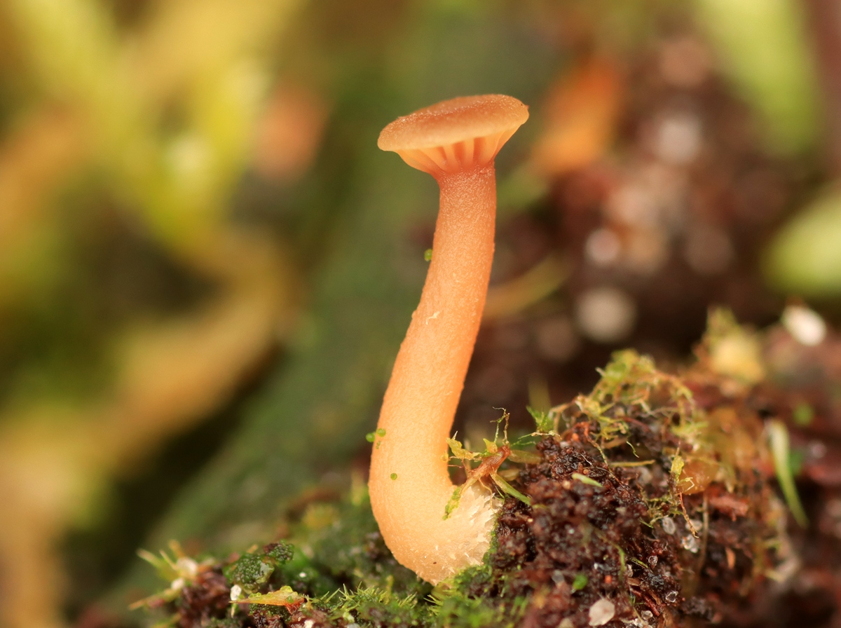 Lichenomphalia ericetorum (door Ruud van Middelkoop)