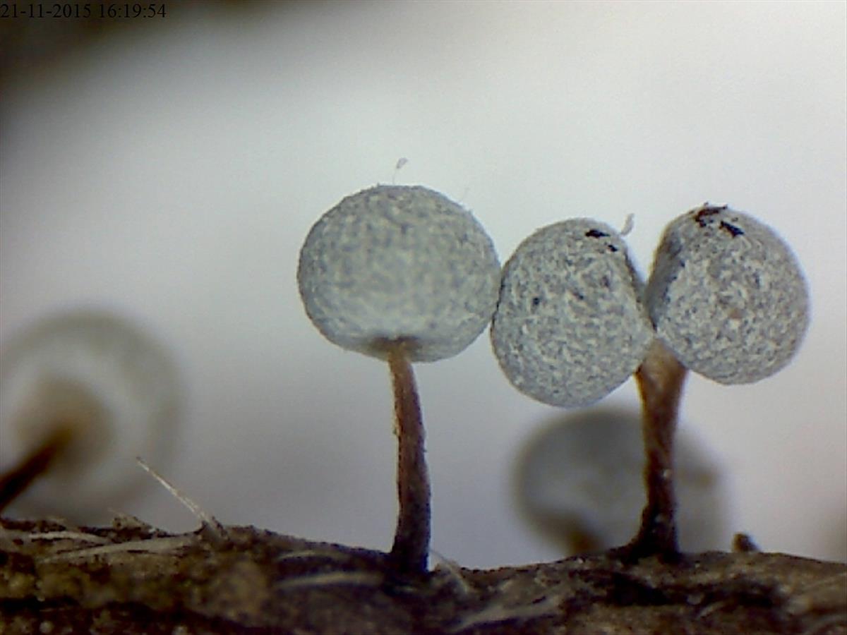 Physarum gravidum (door Willy Heimeriks)