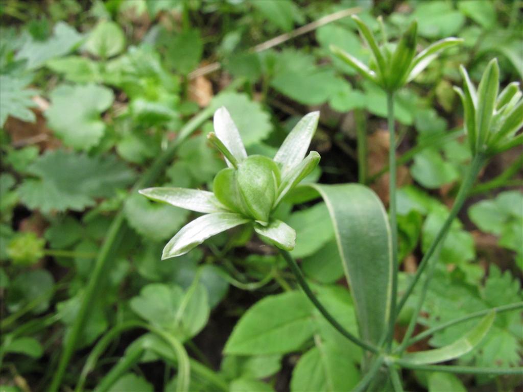 Gagea lutea (door Gertjan van Mill)