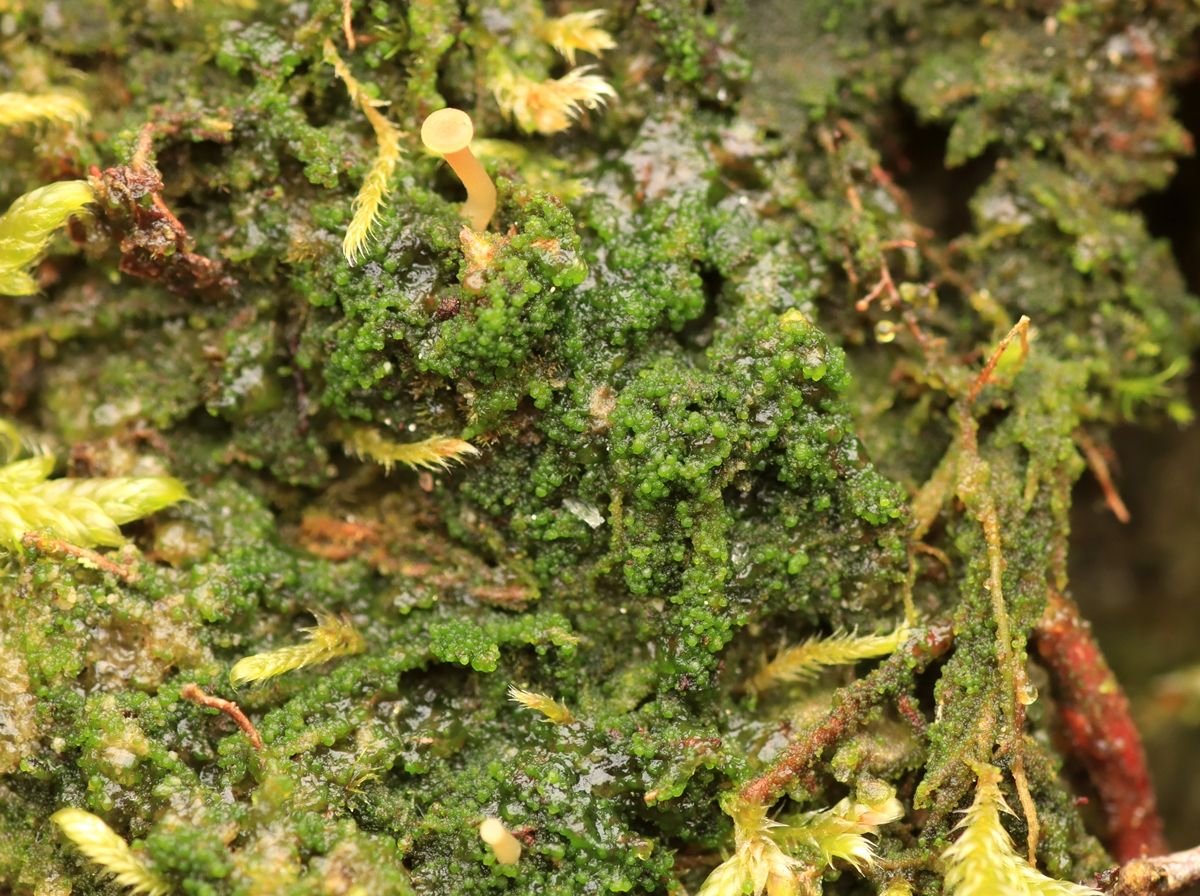 Lichenomphalia ericetorum (door Ruud van Middelkoop)