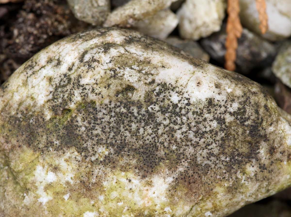 Verrucaria dolosa (door Ruud van Middelkoop)