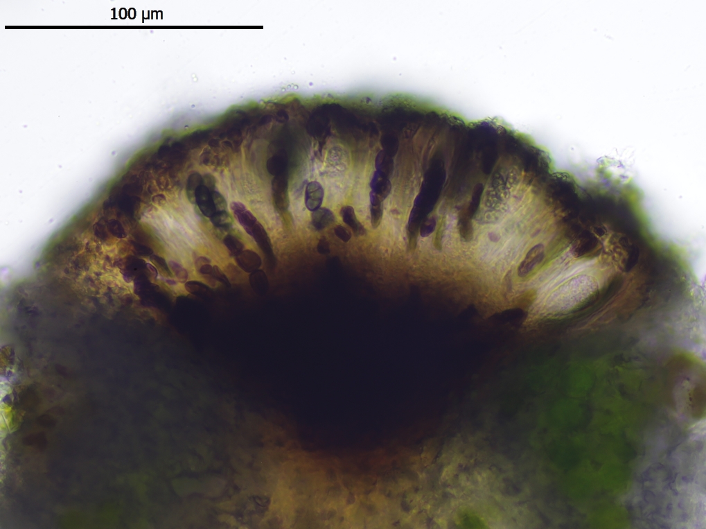 Diplotomma dispersum (door Lukas Verboom)