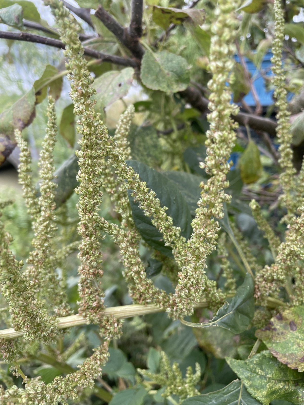 Amaranthus dubius (door Willemien Troelstra)