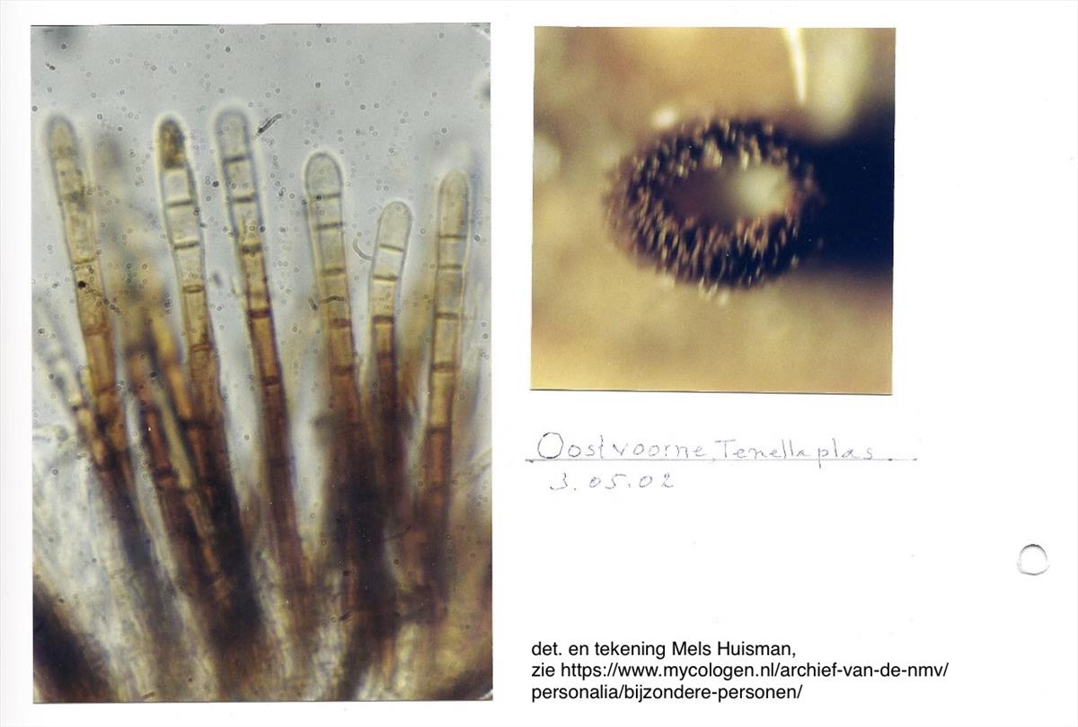 Trichopezizella nidulus (door Mels Huisman)