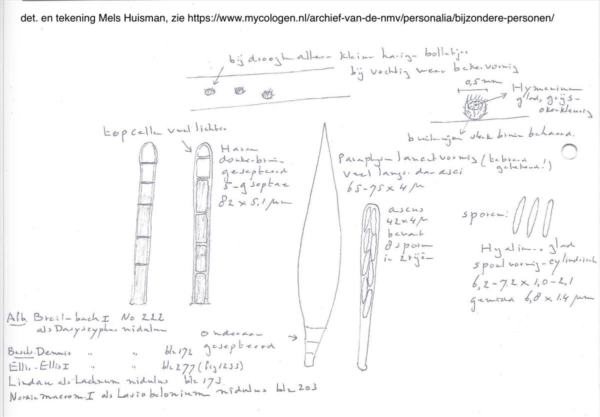 Trichopezizella nidulus (door Mels Huisman)