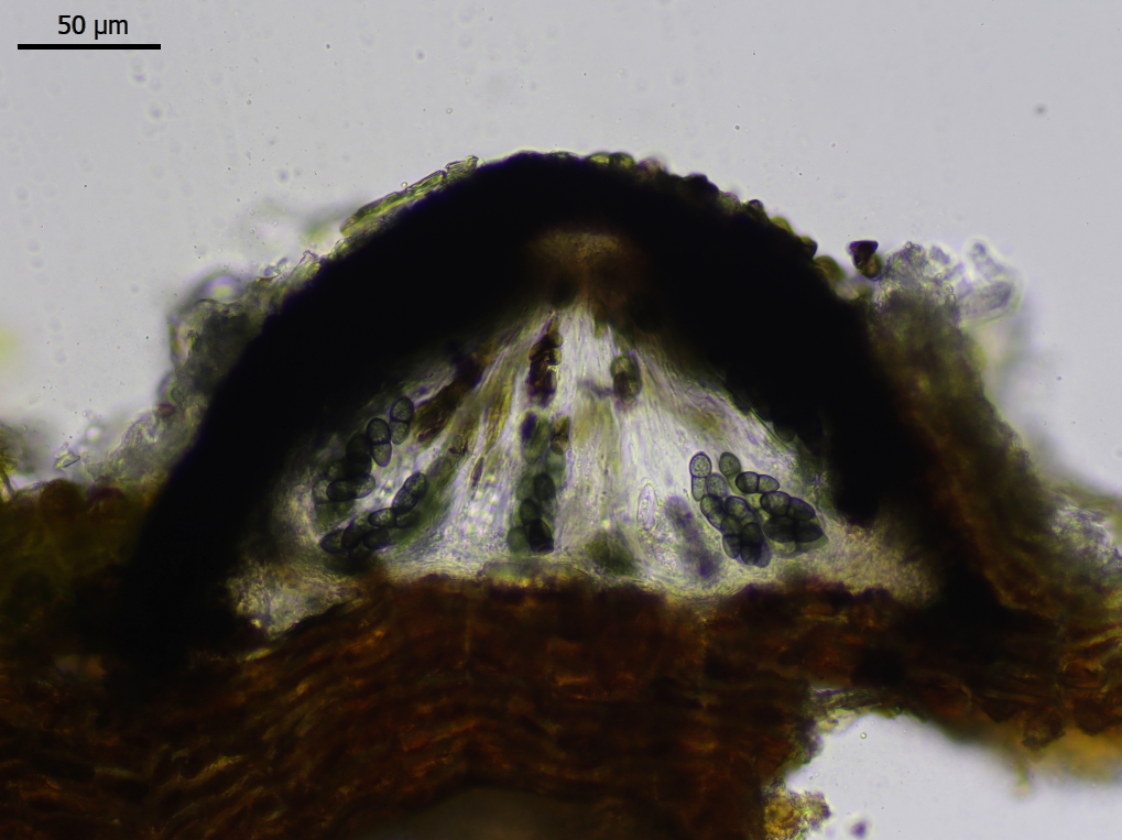 Peridiothelia fuliguncta (door Lukas Verboom)