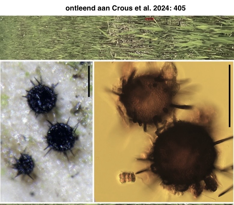 Neoniesslia phragmiticola (door Eduard Osieck)