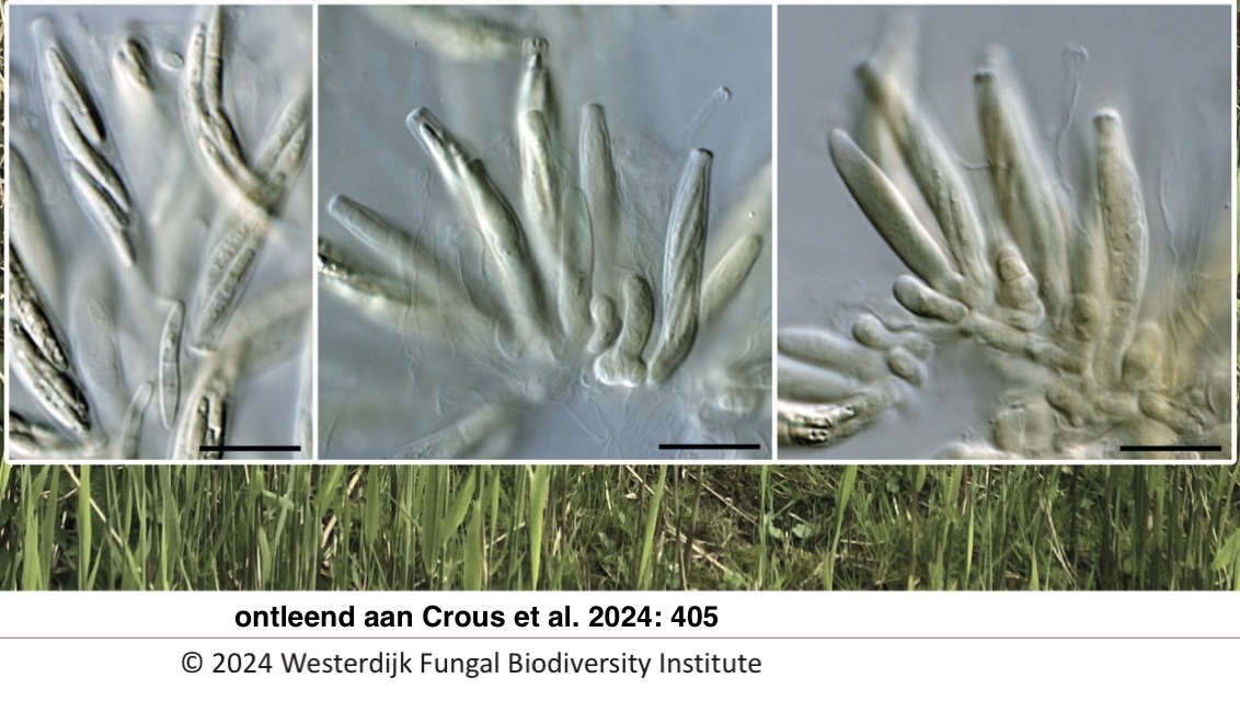 Neoniesslia phragmiticola (door Eduard Osieck)