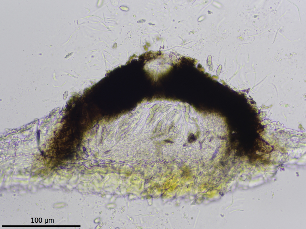 Pyrenula coryli (door Lukas Verboom)