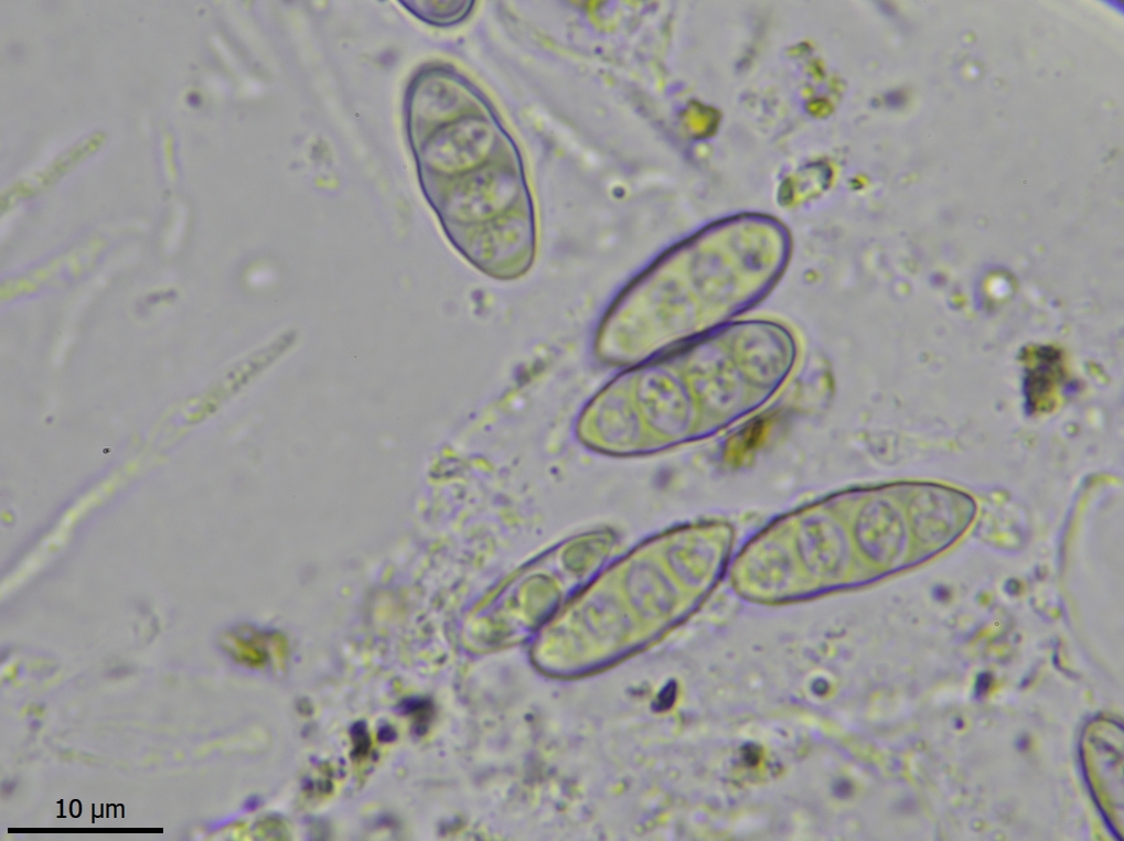 Pyrenula coryli (door Lukas Verboom)