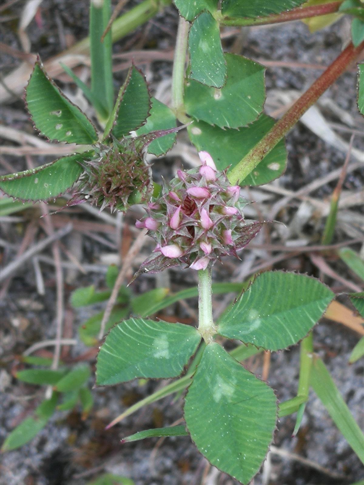 Trifolium glomeratum (door Sipke Gonggrijp)