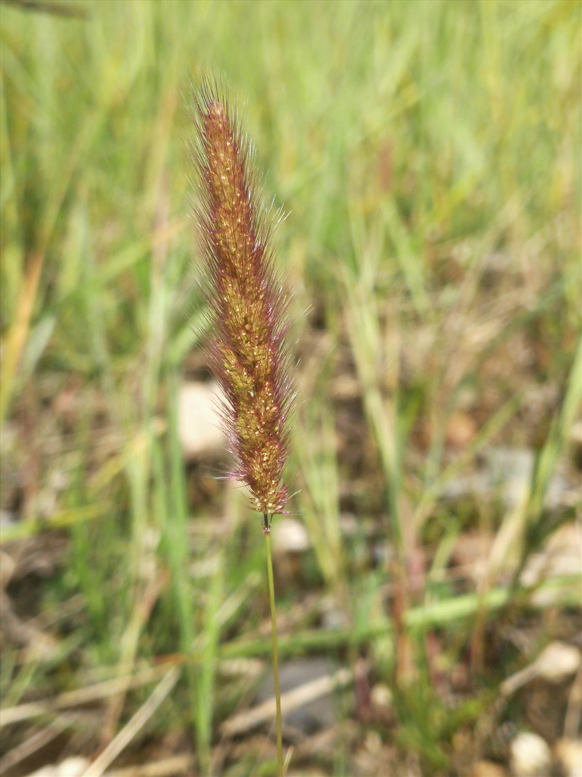 Polypogon maritimus (door Sipke Gonggrijp)