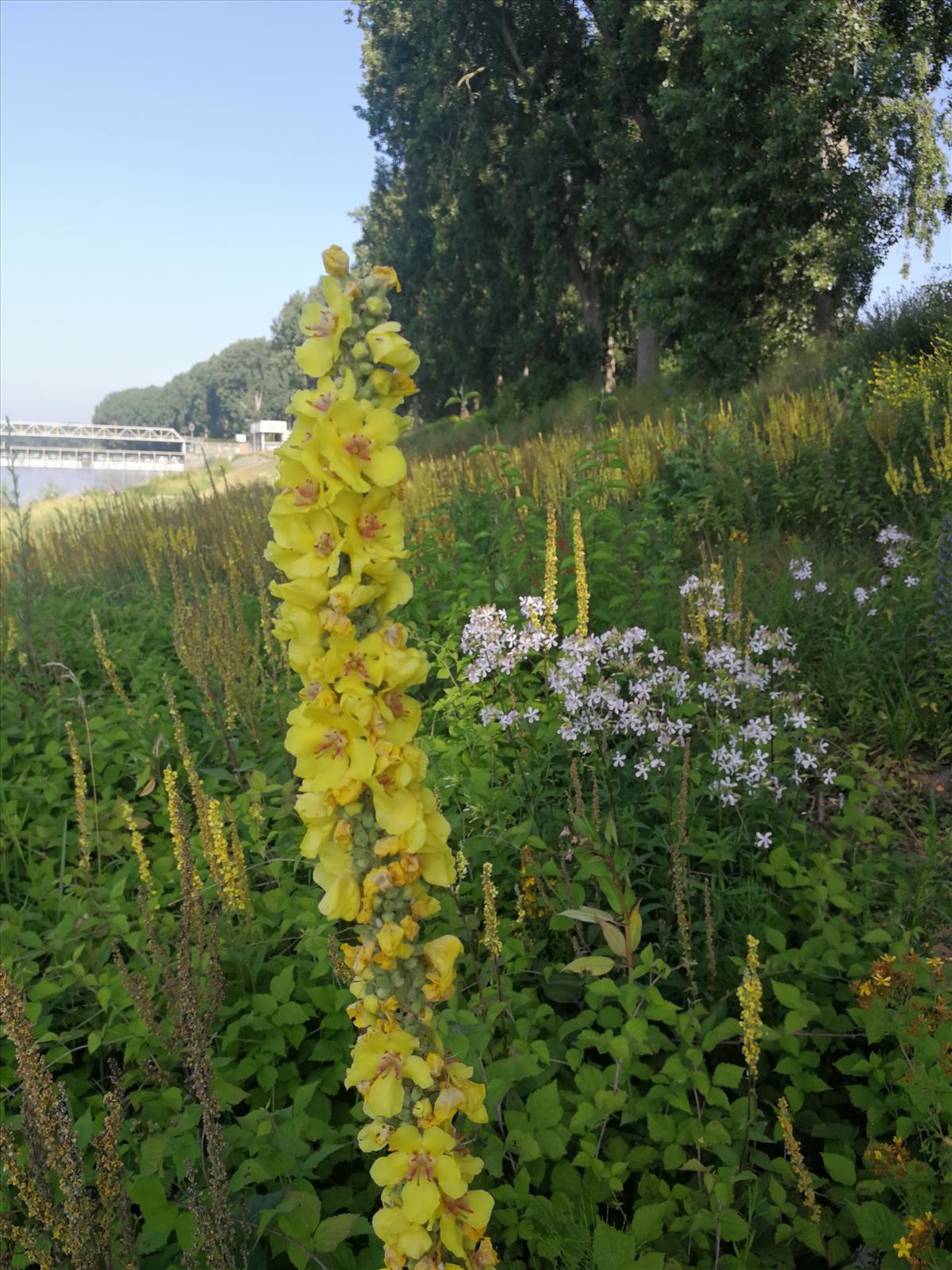 Verbascum nigrum x densiflorum (door Sipke Gonggrijp)