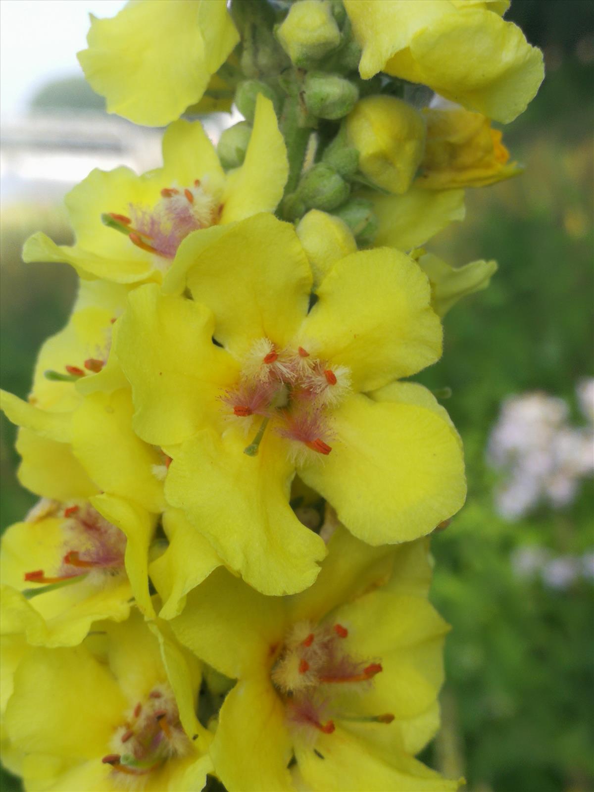 Verbascum nigrum x densiflorum (door Sipke Gonggrijp)