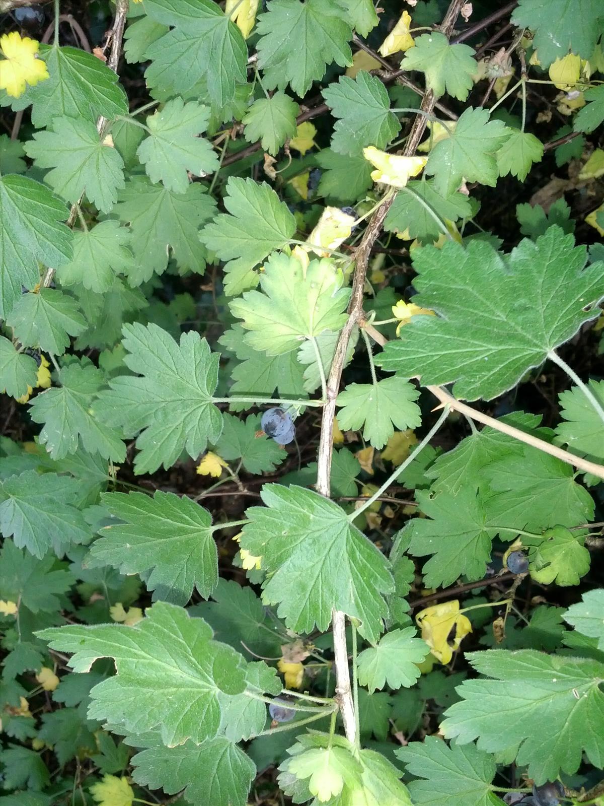 Ribes divaricatum (door Ruud Beringen)