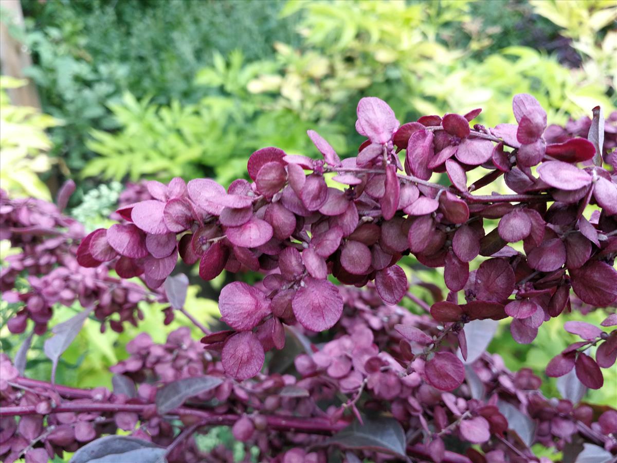 Atriplex hortensis (door Sipke Gonggrijp)