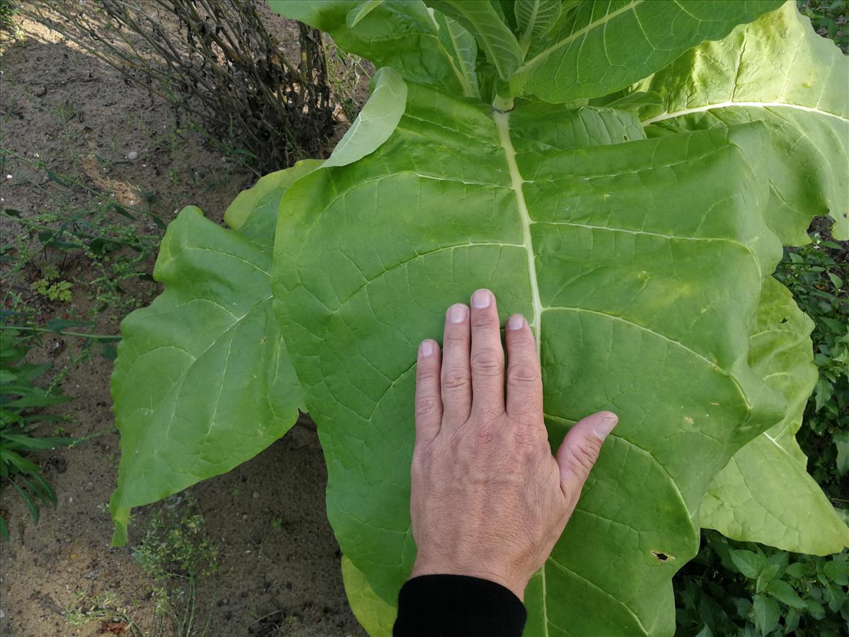 Nicotiana tabacum (door Sipke Gonggrijp)