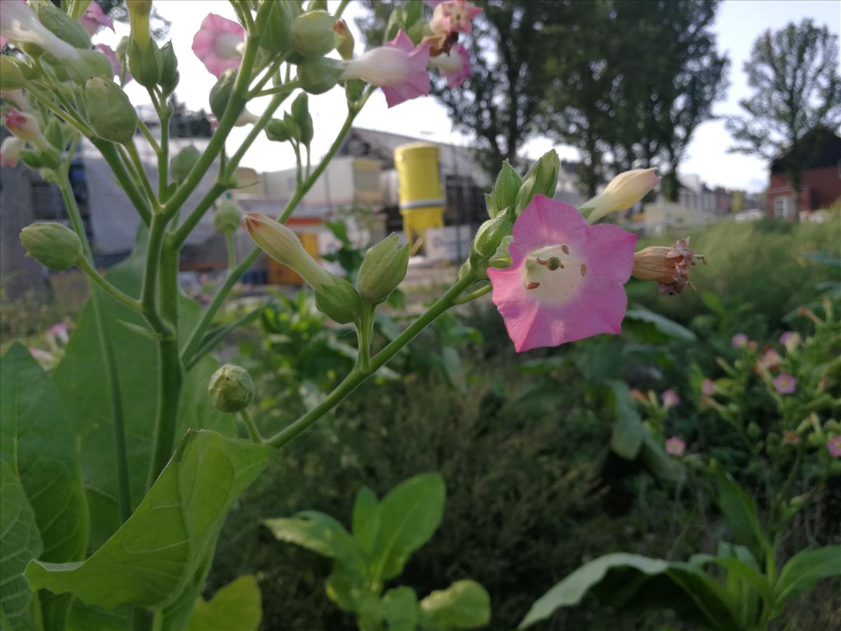 Nicotiana tabacum (door Sipke Gonggrijp)