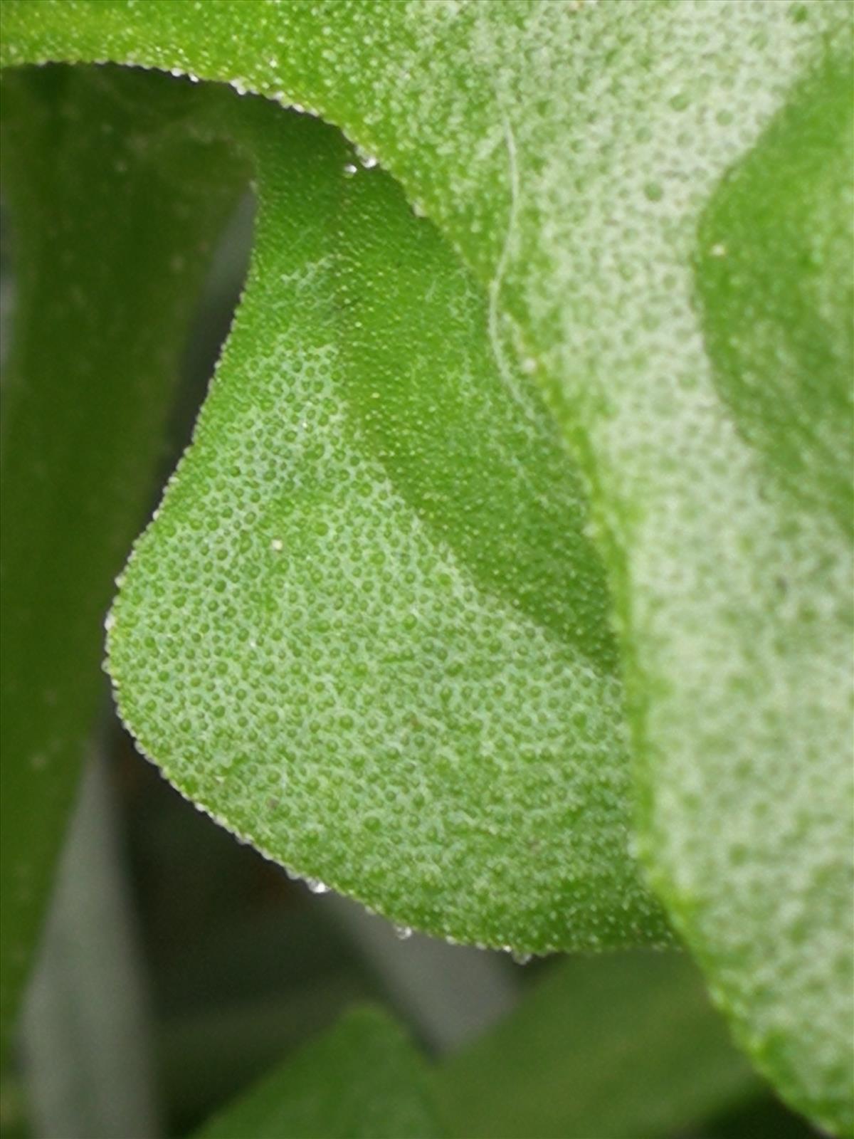 Tetragonia tetragonioides (door Sipke Gonggrijp)