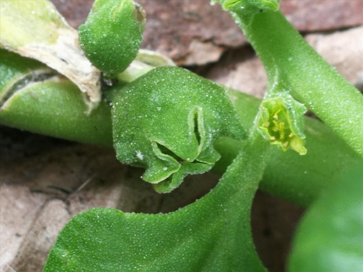 Tetragonia tetragonioides (door Sipke Gonggrijp)