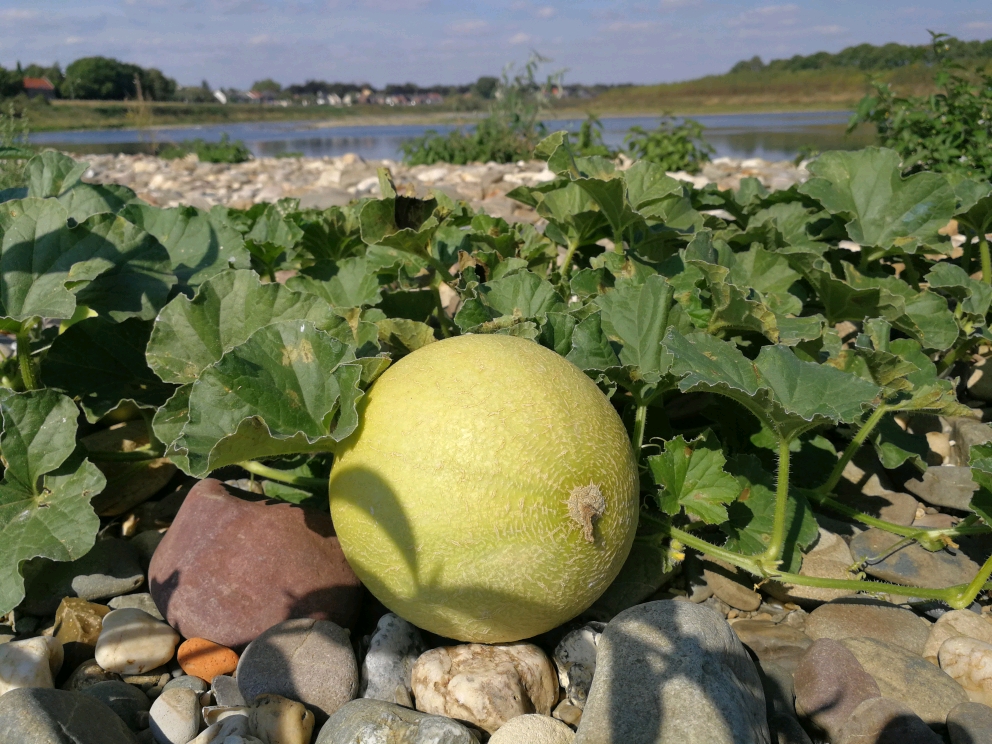 Cucumis melo (door Sipke Gonggrijp)