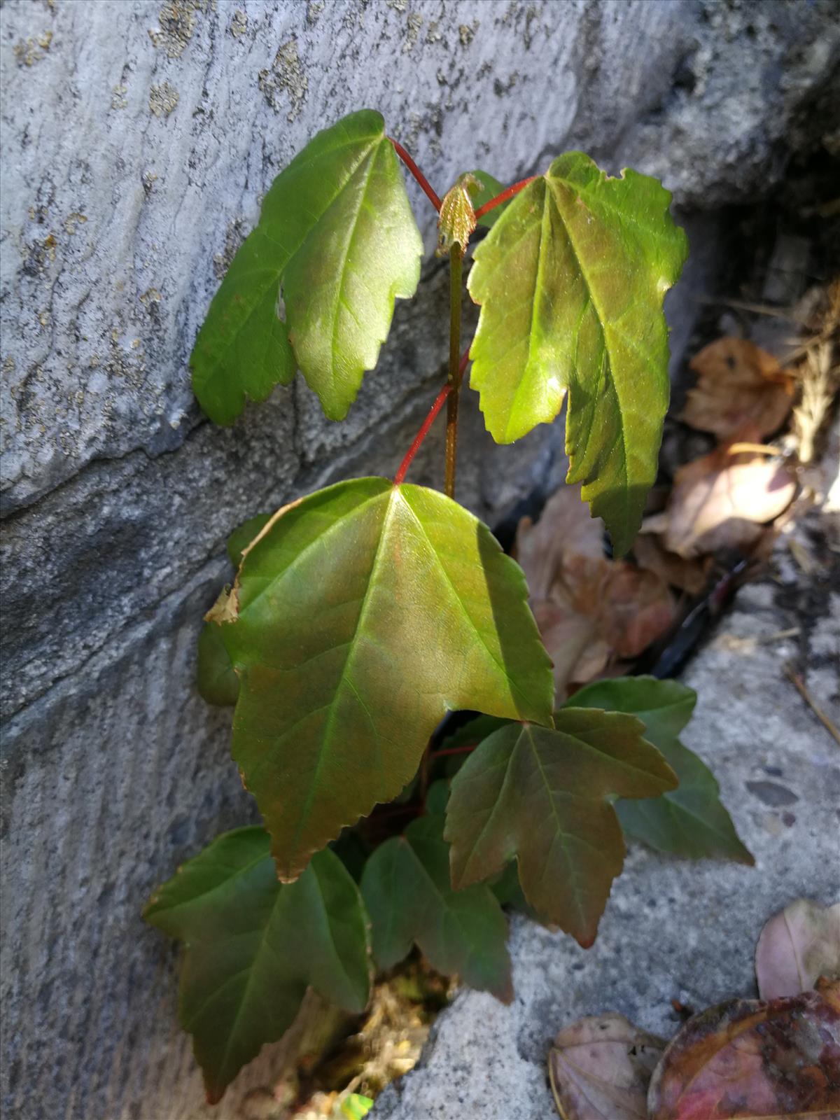 Acer rubrum (door Sipke Gonggrijp)