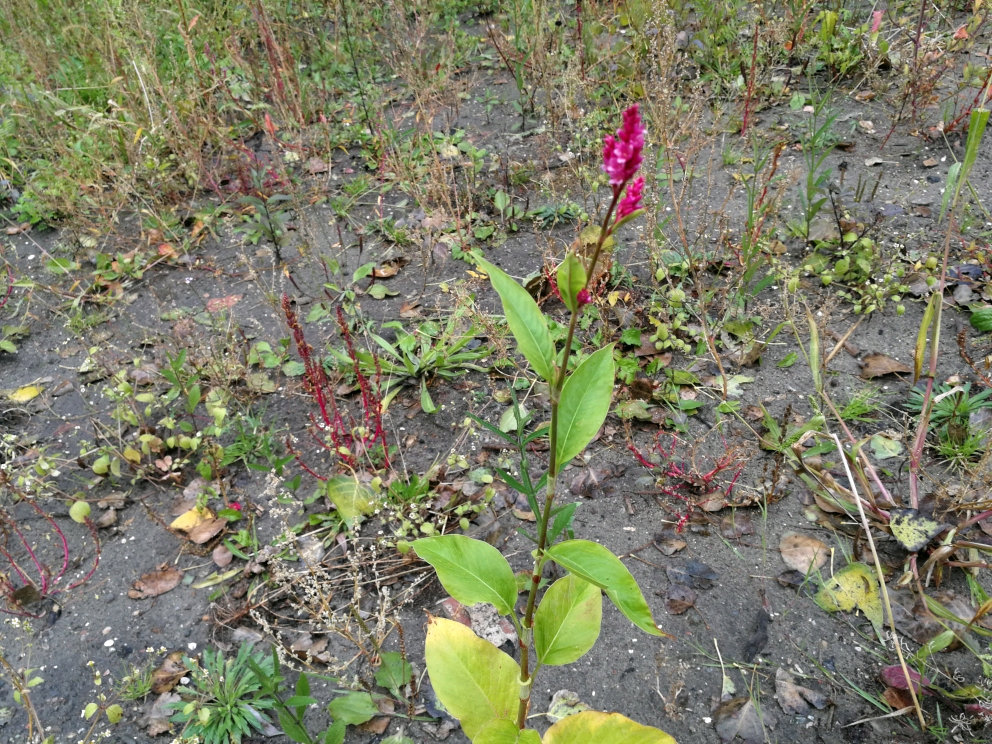 Persicaria orientalis (door Sipke Gonggrijp)