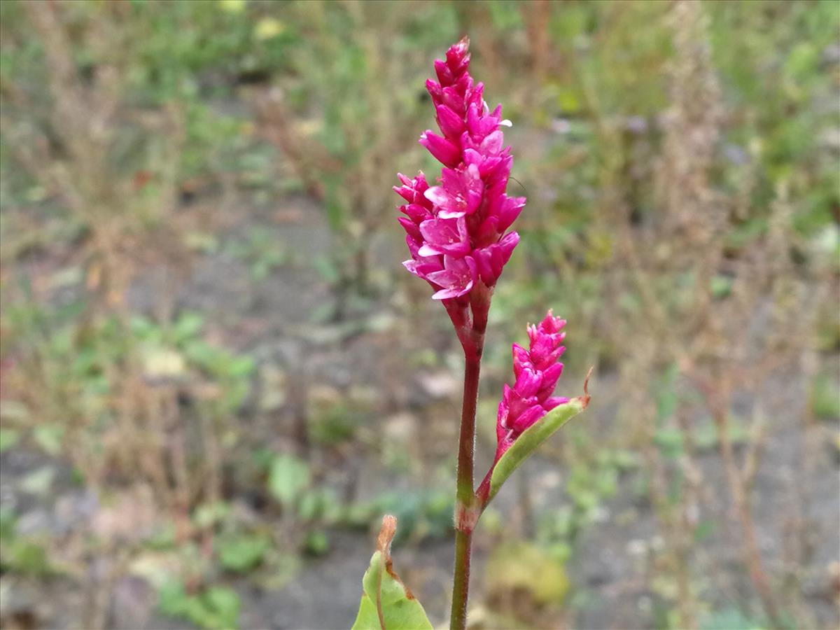 Persicaria orientalis (door Sipke Gonggrijp)