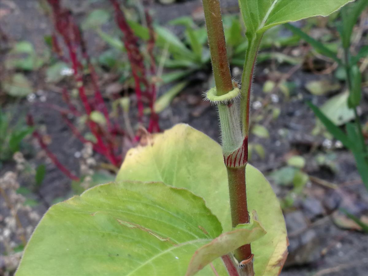 Persicaria orientalis (door Sipke Gonggrijp)