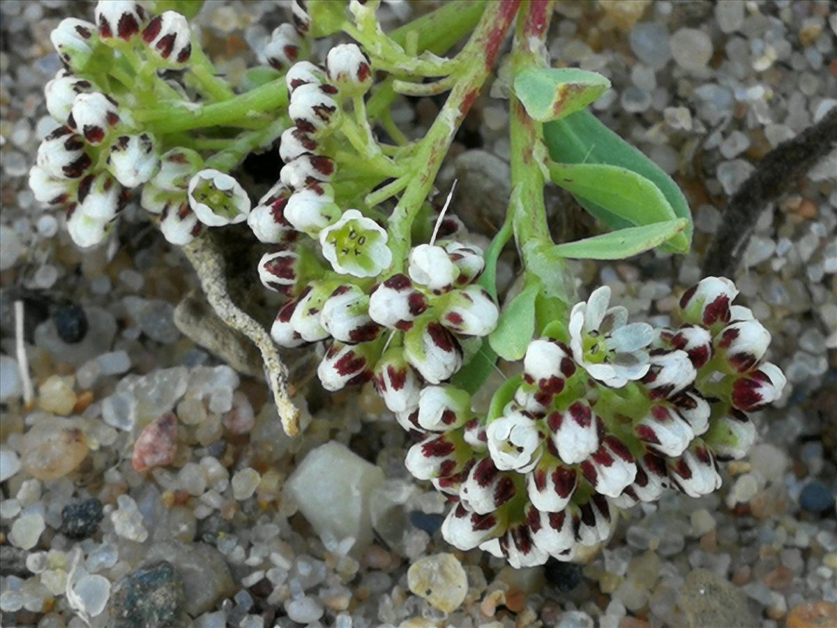 Corrigiola litoralis (door Sipke Gonggrijp)