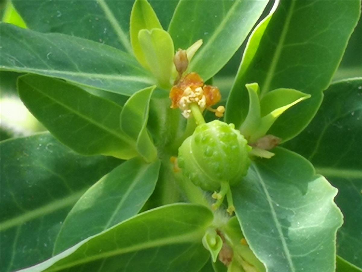 Euphorbia oblongata (door Sipke Gonggrijp)