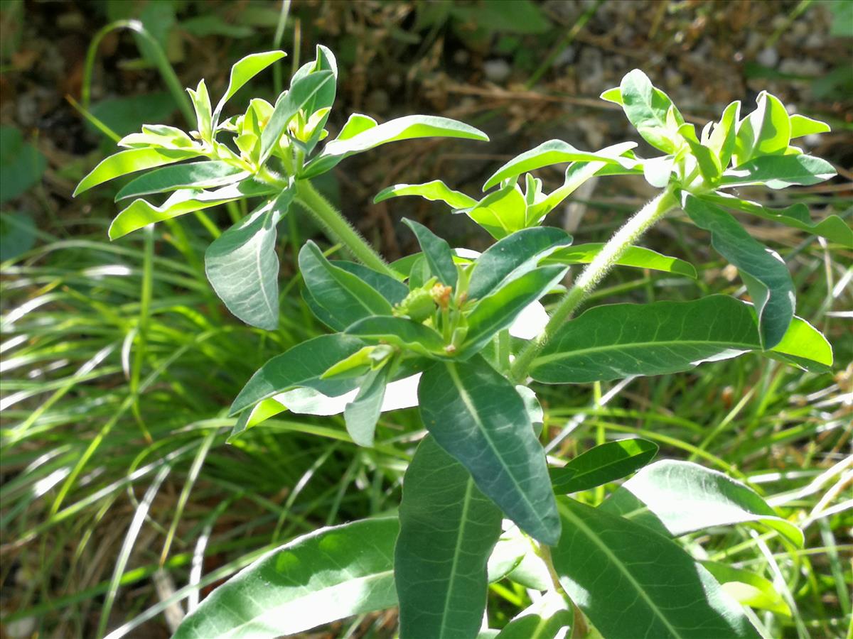 Euphorbia oblongata (door Sipke Gonggrijp)