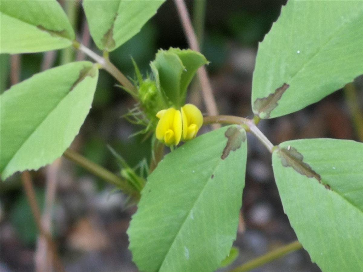 Medicago polymorpha (door Sipke Gonggrijp)