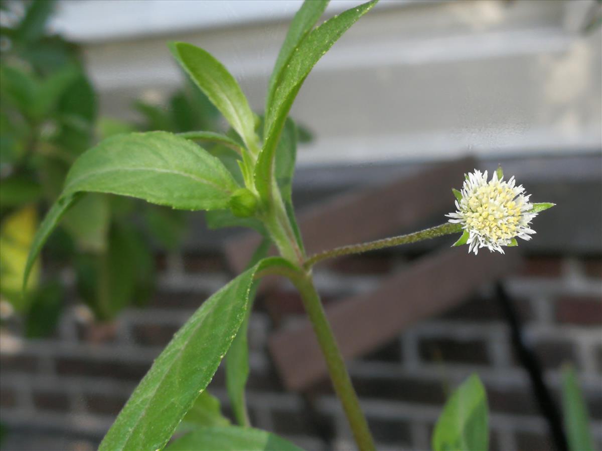 Eclipta prostrata (door Sipke Gonggrijp)