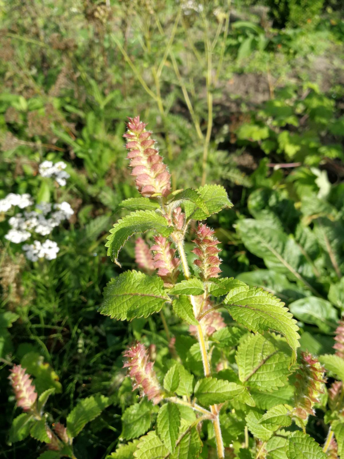 Elsholtzia ciliata (door Sipke Gonggrijp)